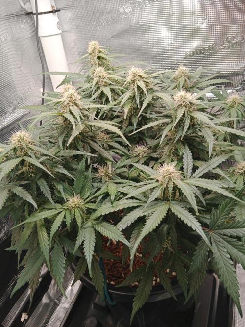 Big Bud Auto #1. Week 7