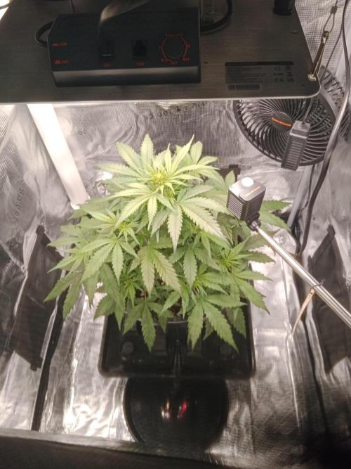 Big Bud Auto #1. Week 5