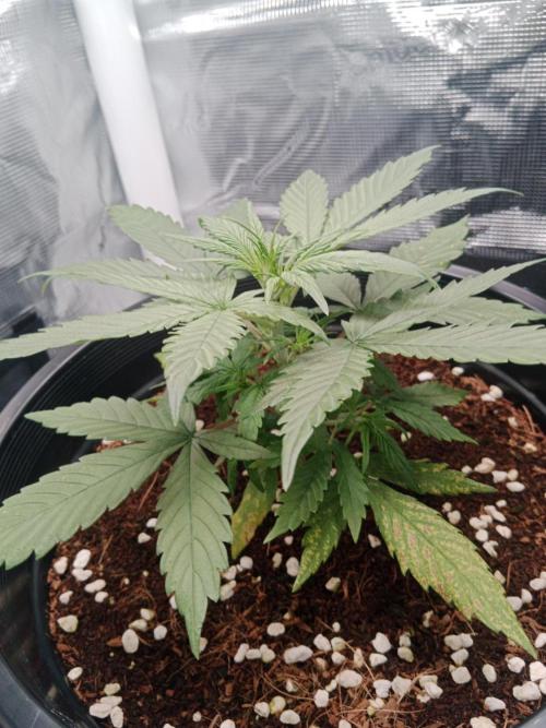 Big Bud Auto #1. Week 3