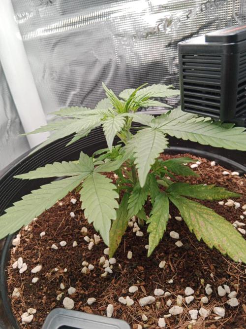 Big Bud Auto #1. Week 3