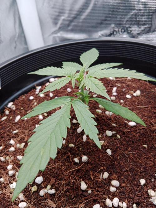 Big Bud Auto #1. Week 2