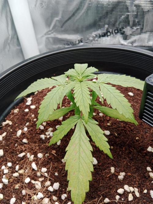 Big Bud Auto #1. Week 2