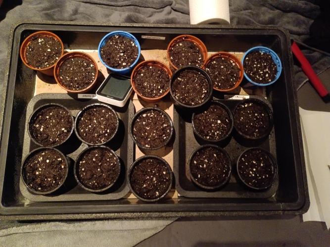Grow 2025/26. Week 0 - Pool for the srongest Ladies + Testing Specimen