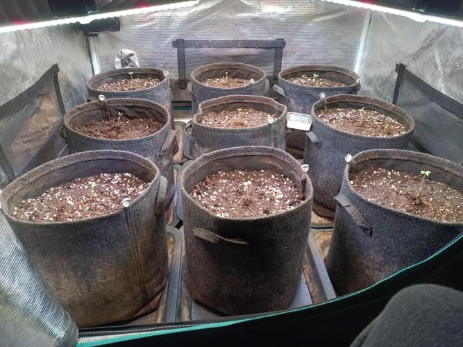 Grow 2025/26. Week 0 - 25.11.2025