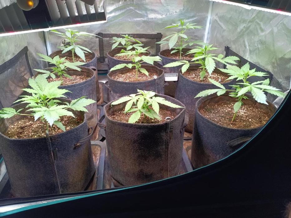 Grow 2025/26. Week 2