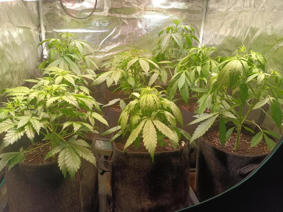 Grow 2025/26. Week 3