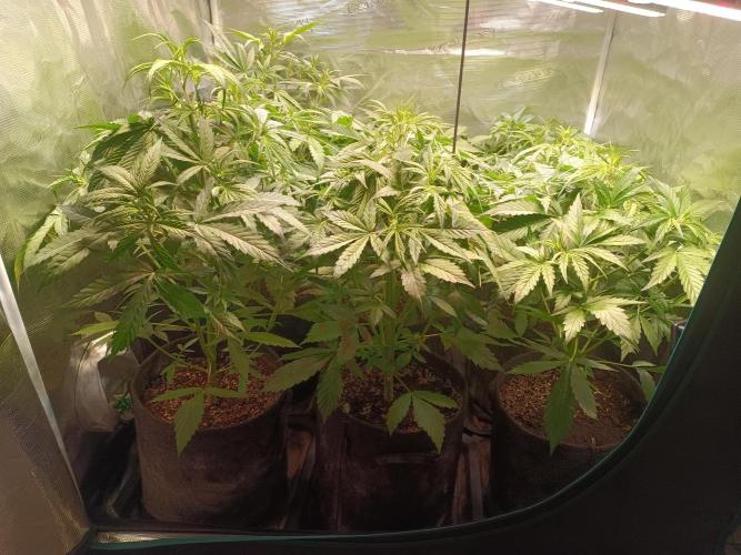 Grow 2025/26. Week 4