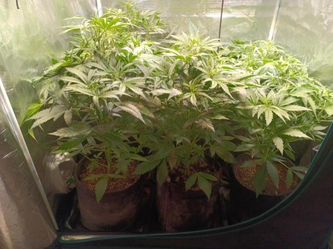 Grow 2025/26. Week 4