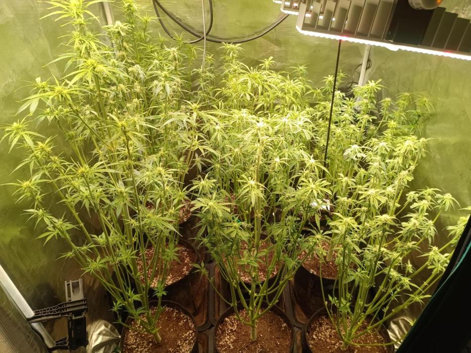 Grow 2025/26. Week 6