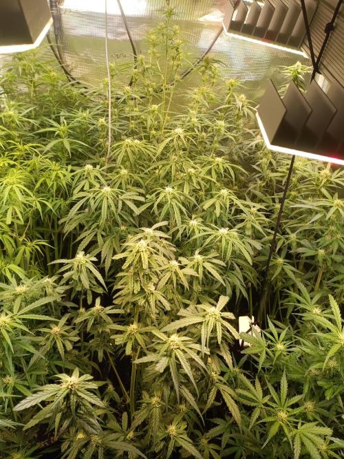 Grow 2025/26. Week 7