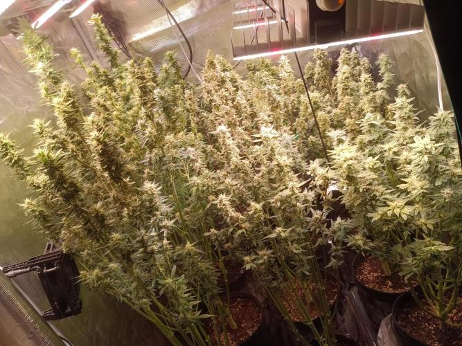 Grow 2025/26. Week 8 - Fat Bastard on the left side + last one in the middle row