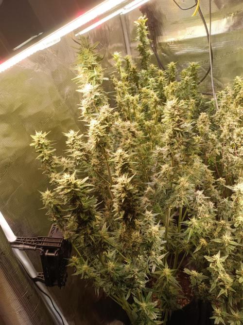 Grow 2025/26. Week 8 - Fast Bastard Row