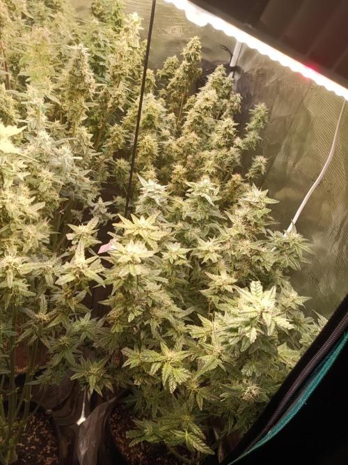 Grow 2025/26. Week 8 - Wedding Cake both left 