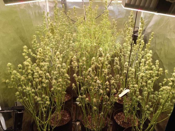 Grow 2025/26. Week 7 - some got a second cut the Fat Bastard in the middle will cut the following days
