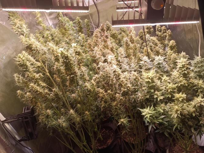 Grow 2025/26. Week 9