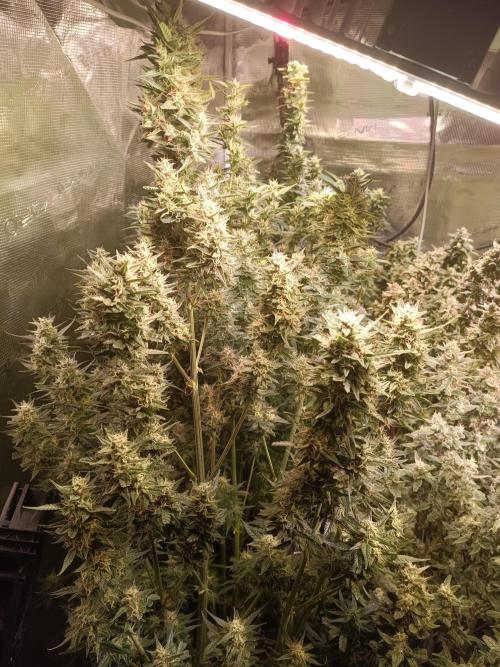 Grow 2025/26. Week 9