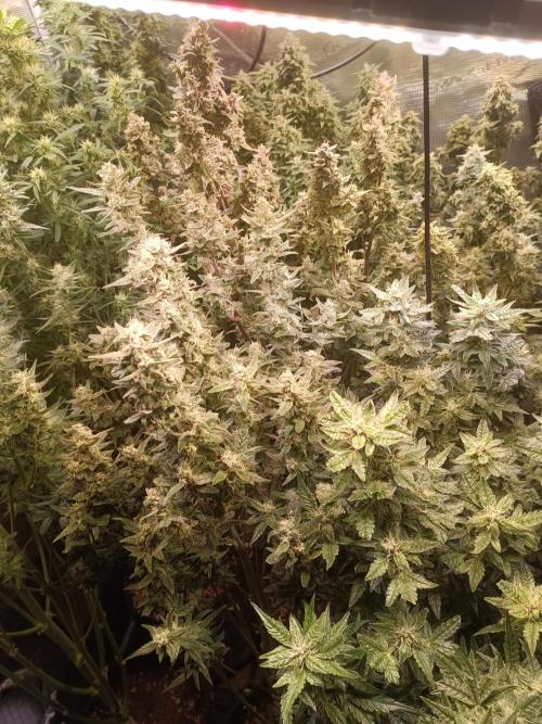 Grow 2025/26. Week 9