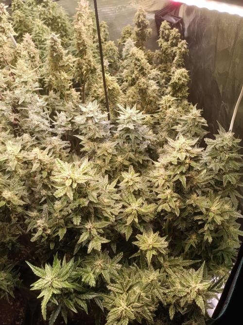 Grow 2025/26. Week 9