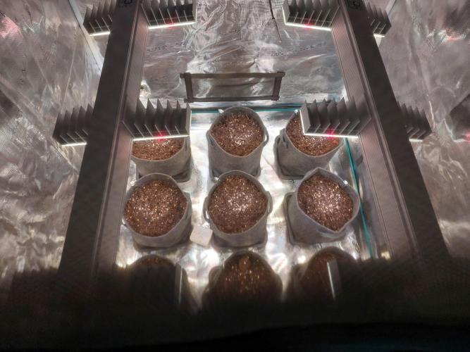 Blueberry + Critical Kush testing Setup. Week 0