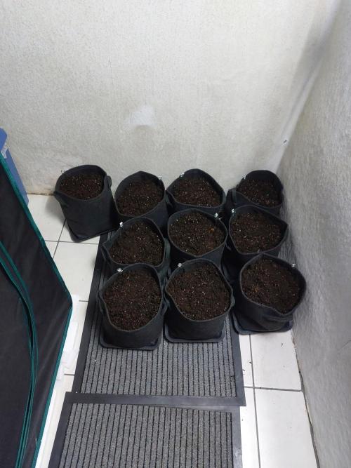 Blueberry + Critical Kush testing Setup. Week 0