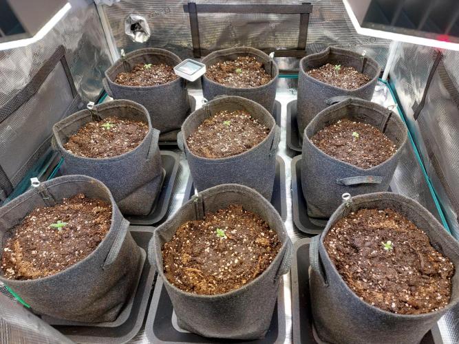 Blueberry + Critical Kush testing Setup. Week 0