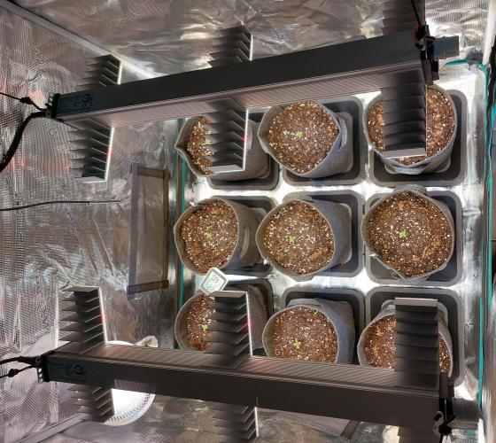 Blueberry + Critical Kush testing Setup. Week 0