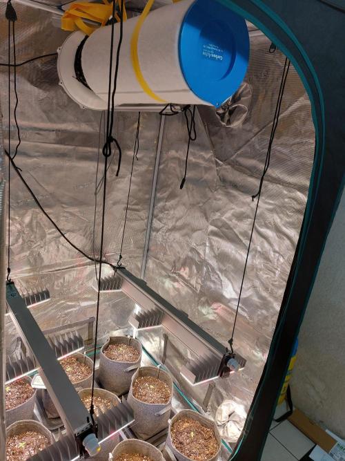 Blueberry + Critical Kush testing Setup. Week 0