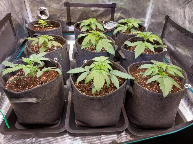 Blueberry + Critical Kush testing Setup. Week 2