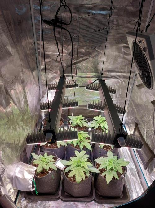 Blueberry + Critical Kush testing Setup. Week 2