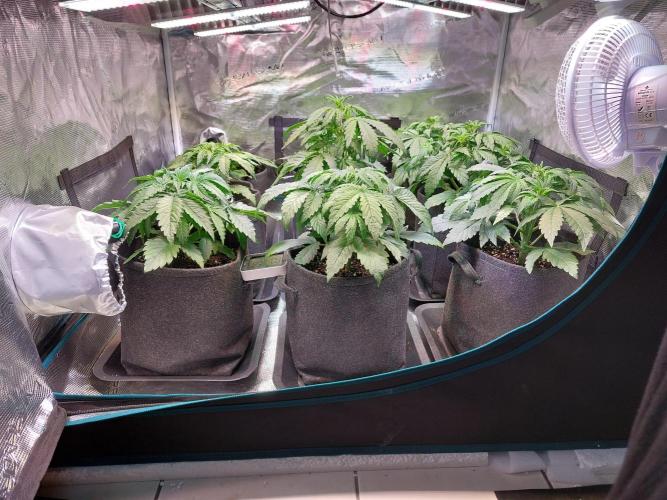 Blueberry + Critical Kush testing Setup. Week 3