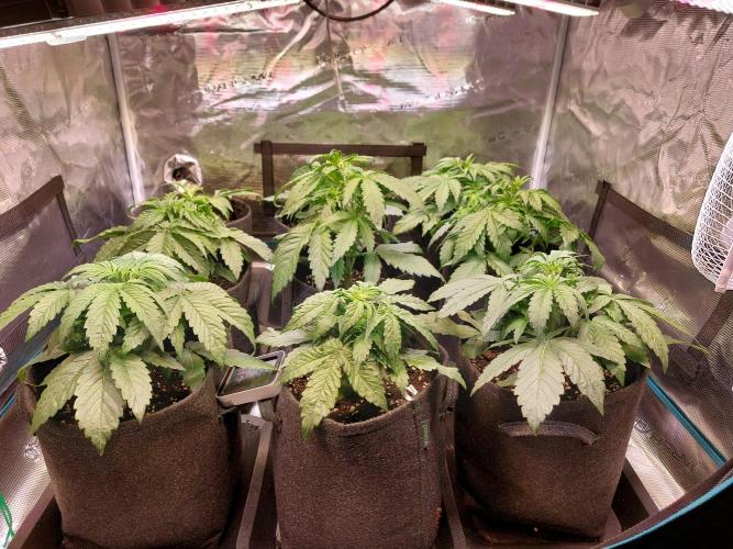 Blueberry + Critical Kush testing Setup. Week 3