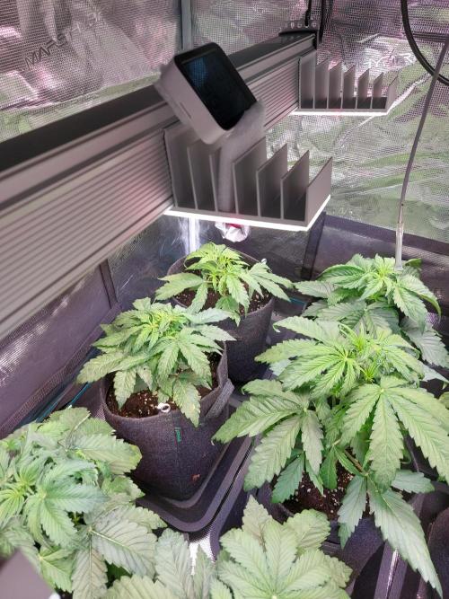 Blueberry + Critical Kush testing Setup. Week 3