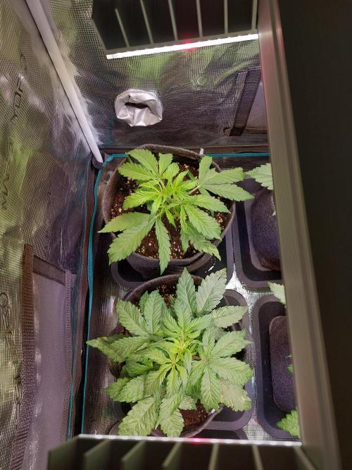 Blueberry + Critical Kush testing Setup. Week 3