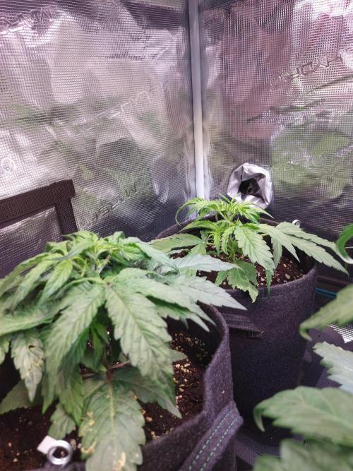 Blueberry + Critical Kush testing Setup. Week 3