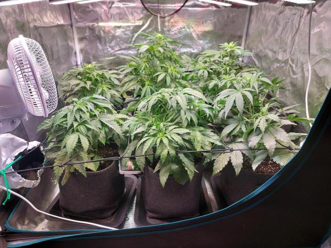 Blueberry + Critical Kush testing Setup. Week 4