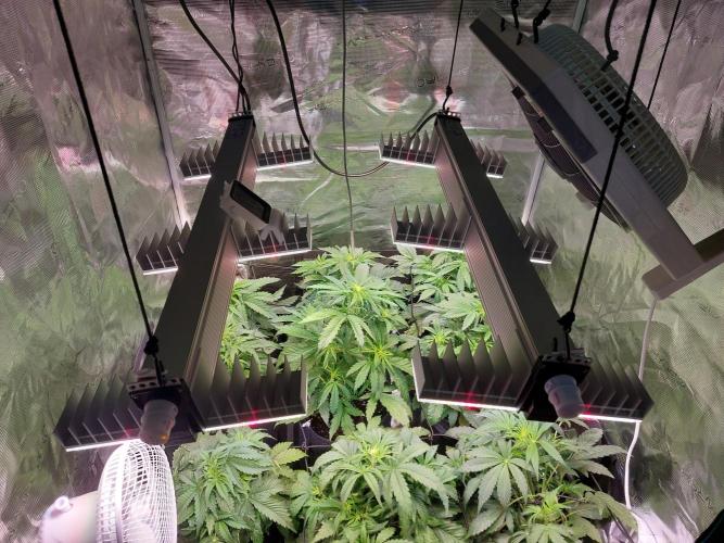 Blueberry + Critical Kush testing Setup. Week 4