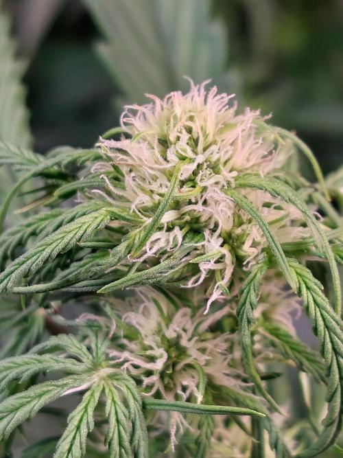 Blueberry + Critical Kush testing Setup. Week 5