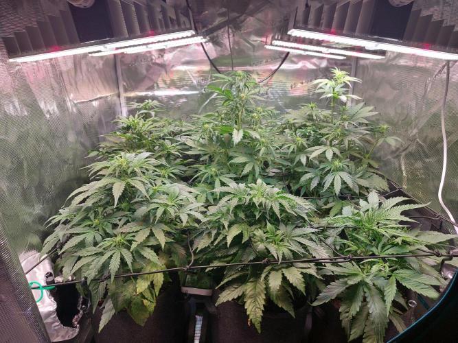 Blueberry + Critical Kush testing Setup. Week 5
