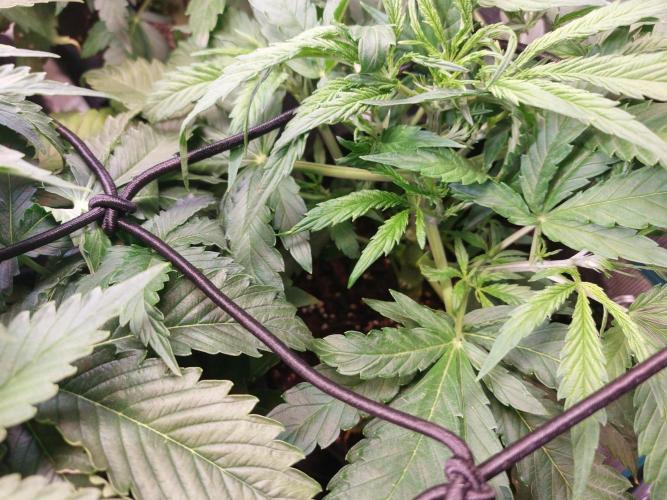 Blueberry + Critical Kush testing Setup. Week 5