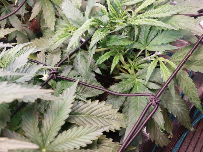 Blueberry + Critical Kush testing Setup. Week 5