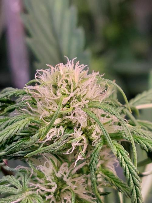 Blueberry + Critical Kush testing Setup. Week 5