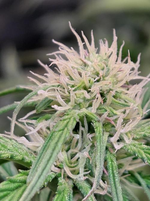 Blueberry + Critical Kush testing Setup. Week 6