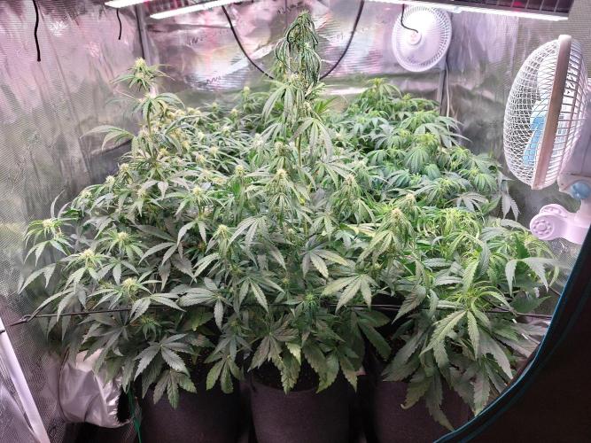 Blueberry + Critical Kush testing Setup. Week 6