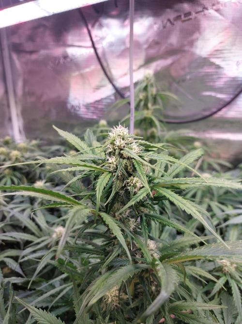 Blueberry + Critical Kush testing Setup. Week 6