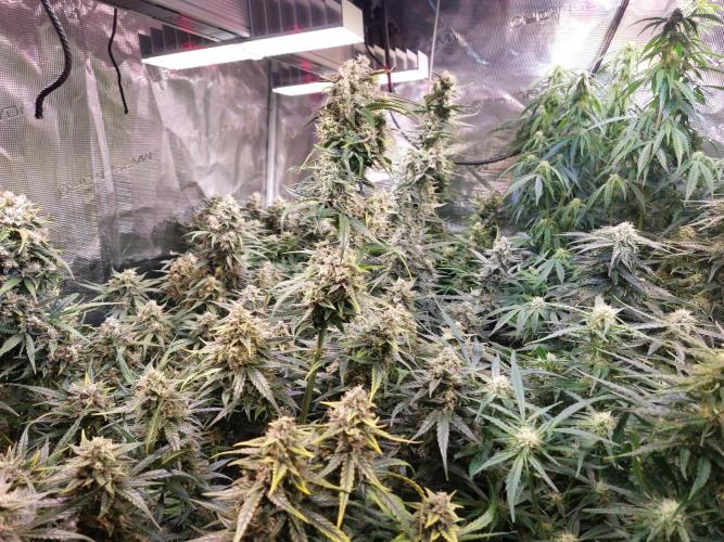 Blueberry + Critical Kush testing Setup. Week 7