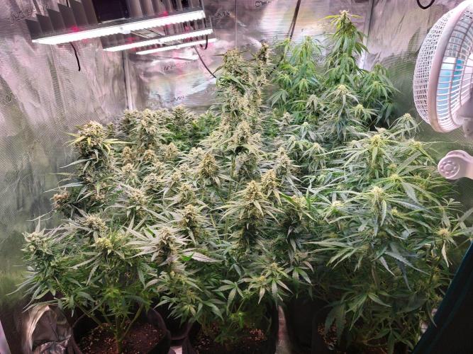Blueberry + Critical Kush testing Setup. Week 7