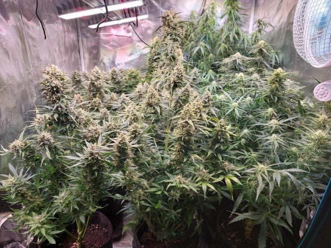 Blueberry + Critical Kush testing Setup. Week 7