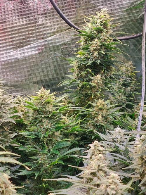 Blueberry + Critical Kush testing Setup. Week 7