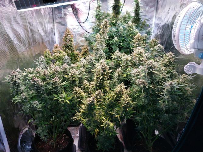 Blueberry + Critical Kush testing Setup. Week 8
