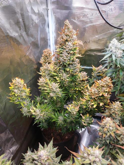 Blueberry + Critical Kush testing Setup. Week 8